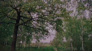 Страшные истории на ночь: СТРАННАЯ ПРОСЕКА.