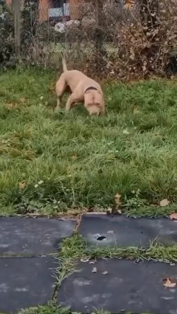 American Bully vs pitbull 👑// #pitbull #foryou #doglover #foryoupage #youtubeshorts #ytshorts смотреть онлайн