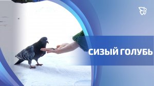 Юные натуралисты уже 15 лет следят за голубями