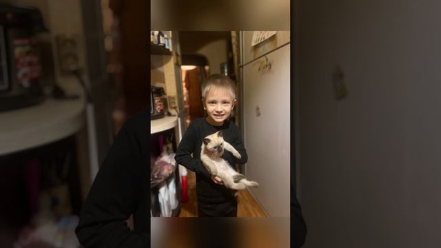 Стоит ли заводить кота? смотреть онлайн