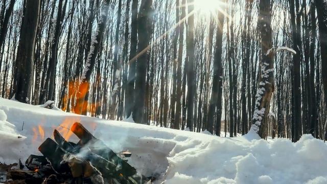 Облегчение стресса с расслабляющими звуками огня  зимнем лесу #ЗвуковаяТерапия #ТрескОгня #ПламяЗву