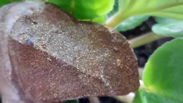 СПЕКТРОПИРИТ🍂 РУБРИКА "КАМНИ ТАЛИСМАНЫ 2022 ГОДА"🧿 Год Голубого Водяного Тигра🌊🐅 #119☕ смотреть онлайн