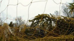 Caught crossbill-caught sparrowhawk. Ловил клеста-поймал ястреба перепелятника.