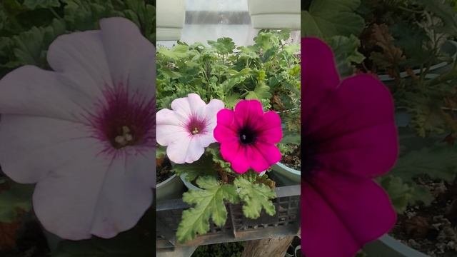 ВНИМАНИЕ! СРОЧНО! Всем подписчикам и зрителям моего канала! БЛАГОДАРЮ! 🍀