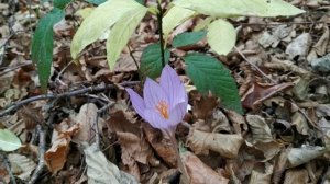 Прогулка за перевалом до Неберджаевского водохранилища.