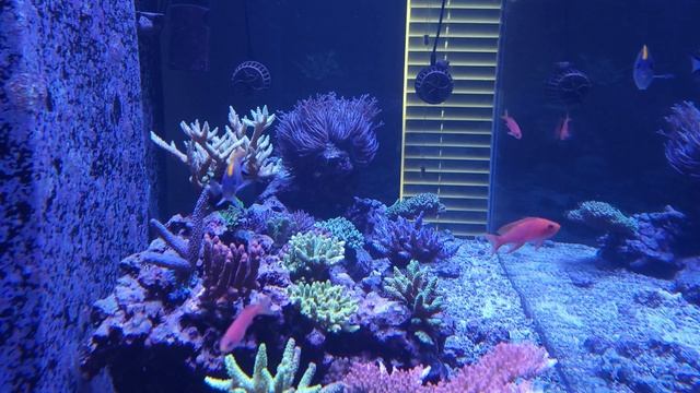 Magnificent Sea Anemone Journey смотреть онлайн