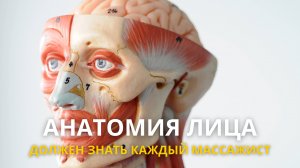 Анатомия лица и #массаж: Профессиональные техники от эксперта #обучениемассажлица