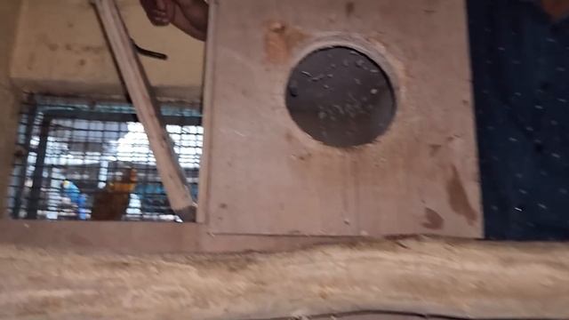 Blue Fronted Amazon parrot Broke The Eggs And Killed The Female. смотреть онлайн