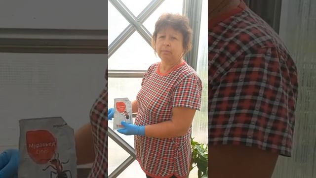 О борьбе с вредителями-муравьями. #борьбасвредителями