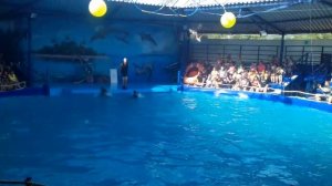 Дельфинарий  Кабардинка