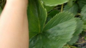 Руби де Жардин. Однозначно рассаживать!