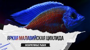 Яркая малавийская цихлида