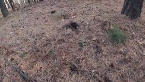 Лось, лошадь или косуля? ⚡