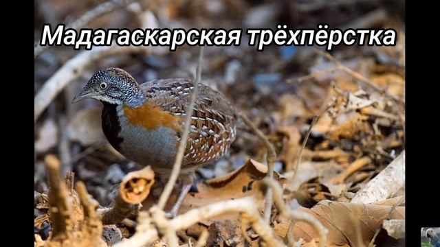 Трёхпёрстки (лат. Turnix) смотреть онлайн