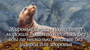 Морской лев. Интересно знать #морскойлев