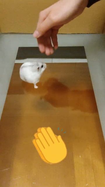 Hamster Tricks #25 смотреть онлайн