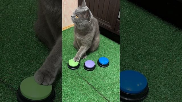 🟢🟣🔵Умный Кот процесс тренеровок Smart Cat training process #дрессировка #умныйкот #cat #smartcat