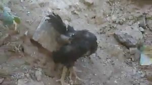 Петушиные бои Сколько стоит и как растить петушка бойцовой породы 2