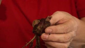 Размножение лилии чешуйками   Голова садовая