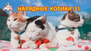 Нарядные Котики расслабляются на солнышке 🌞 🐈🐈⬛🐈 (31)