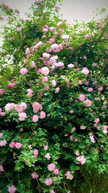 for you #viralvideo #new #viral смотреть онлайн