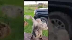 ПРИКОЛ - ЮМОР смотреть видео онлайн прикольных видео на канале