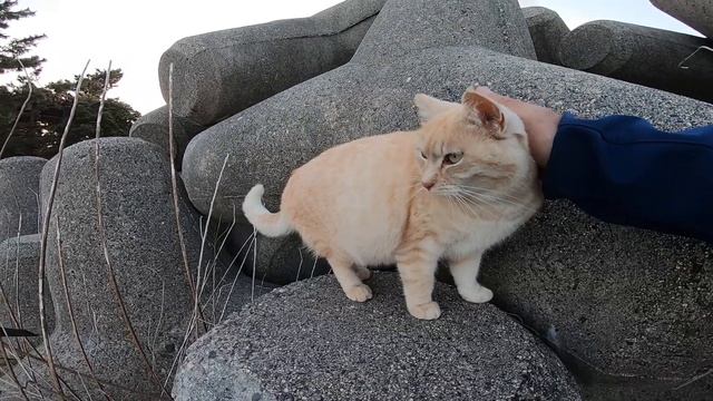 テトラポットに住む野良猫をナデナデしてきた。