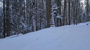 Хруст снега в лесу -25 градусов качественный звук !