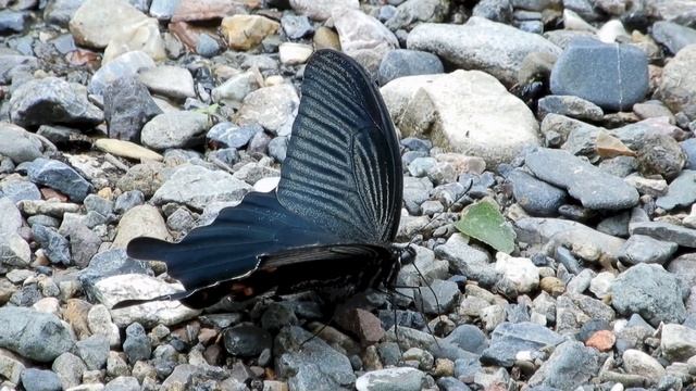 クロアゲハ/Papilio protenor 15_230620_吾野 смотреть онлайн