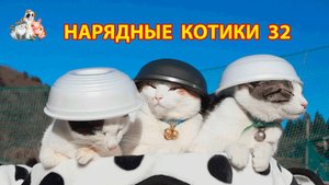 Нарядные Котики расслабляются на солнышке 🌞 🐈🐈⬛🐈 (32)