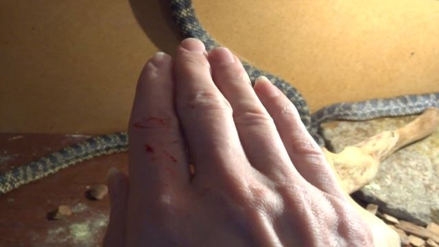 Укус Сарматского полоза 2022 03 26 смотреть онлайн