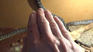 Укус Сарматского полоза 2022 03 26