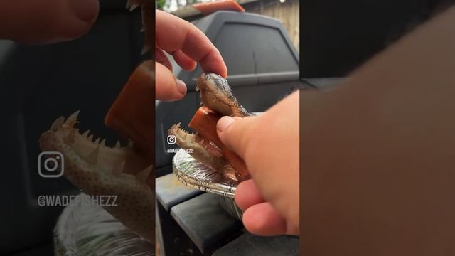 Swamp allegator meat  shorts