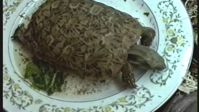 Pancake Tortoise Eats Plate смотреть онлайн
