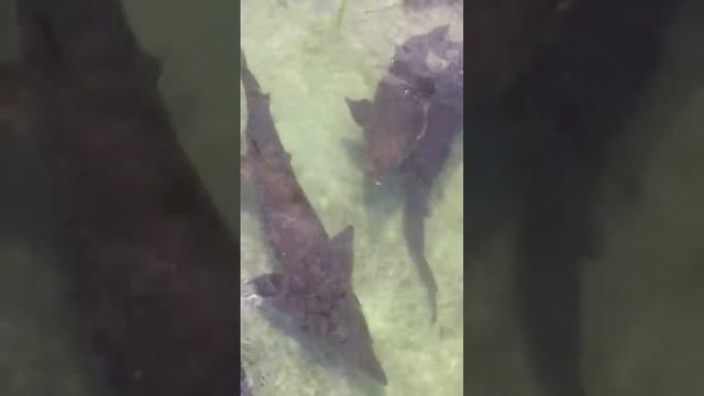 Amur sturgeon смотреть онлайн