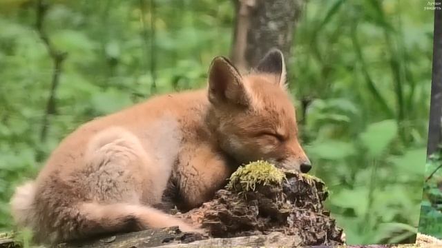Лисята что-то не поделили || Fox cubs fight and make up