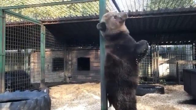 Носик и Хвостик смотреть онлайн