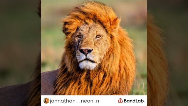 Neon.N- SumnSlight смотреть онлайн