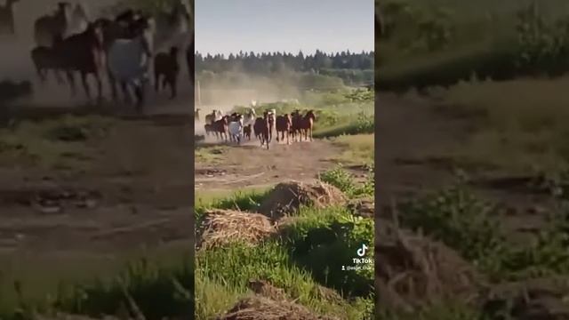 Табун бежит на голос смотреть онлайн