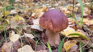 Белые  грибы в Тверской области