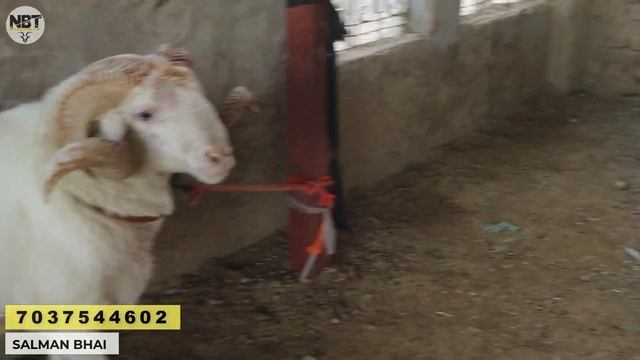 Exotic Goat's Top Quality Saanen Boer Bantam At Al Mira Goat Farm смотреть онлайн