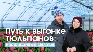 Как Ирина и Сергей готовились к сезону выгонки тюльпанов | Вызовы, сложности и выводы. Часть 1