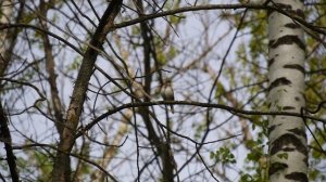 Поющий соловей