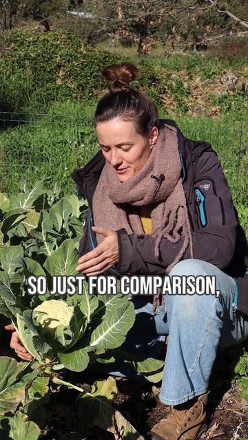 To blanch or not to blanch? #Cauliflower #vegetables #growfood #gardeningtips смотреть онлайн