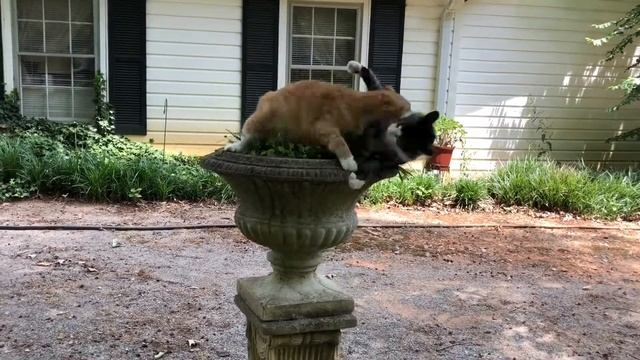 Ferdinand & Leonardo - Top Cat - Room For Two смотреть онлайн