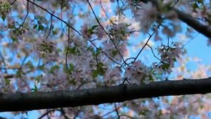 Я болею раком - снимаем воспаление суставов с помощью "поющих" чаш и матрицы Гаряева П.П.