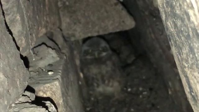 Птенцы домового сыча смотреть онлайн