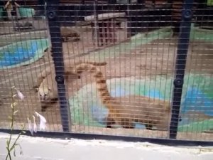 Устами ребёнка👍👍👍🤣🤣🤣🤣 гуляем по зоопарку!