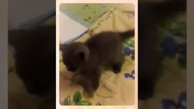 Мимимиша 8  (Created with @Magisto)
