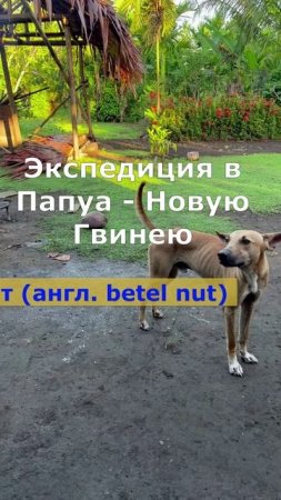 100. Вместо свиньи добыли бетель